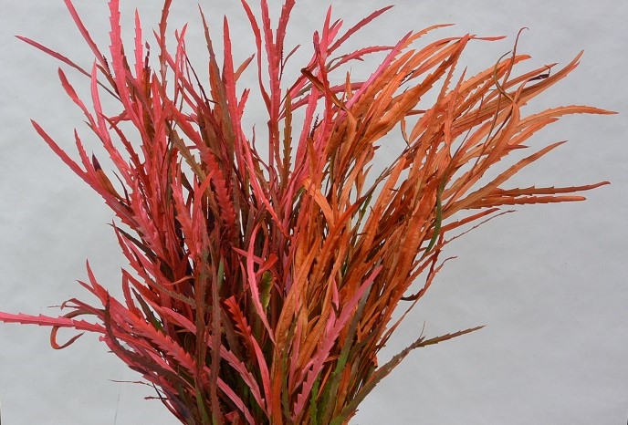 GREVILLEA
